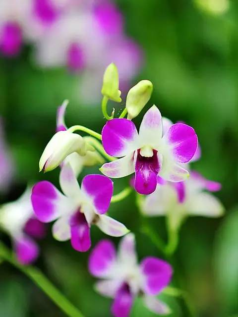 清新淡然極品蘭花風(fēng)景攝影美哉！