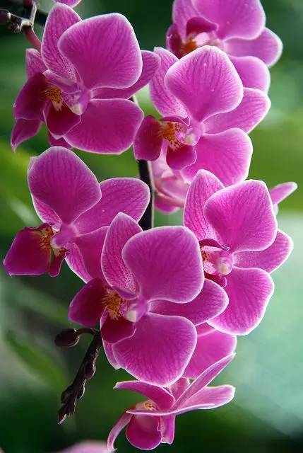 清新淡然極品蘭花風(fēng)景攝影美哉！