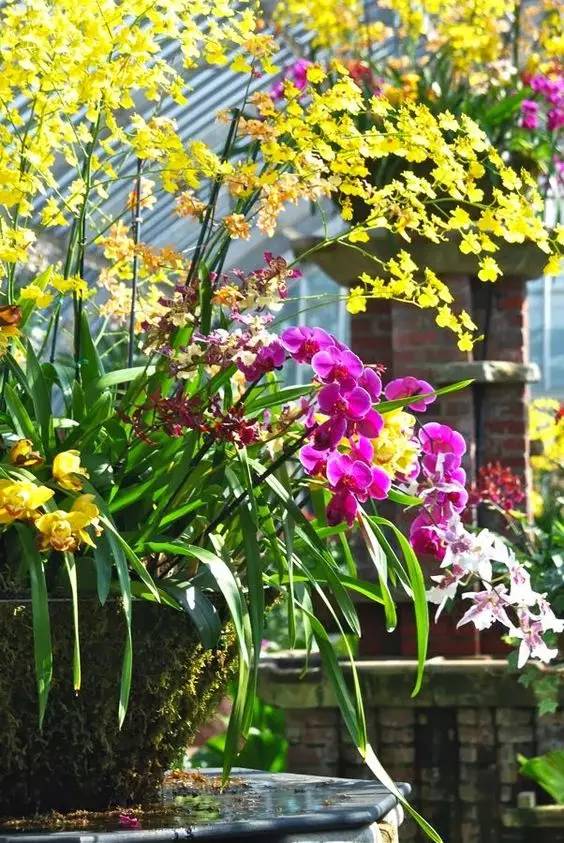 清新淡然極品蘭花風(fēng)景攝影美哉！