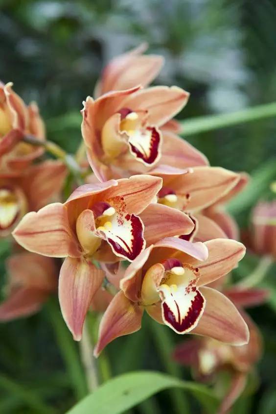 清新淡然極品蘭花風(fēng)景攝影美哉！