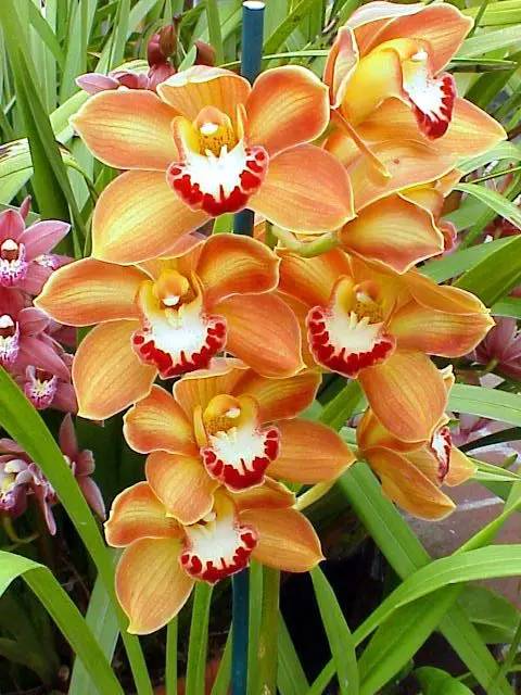 清新淡然極品蘭花風景攝影美哉！