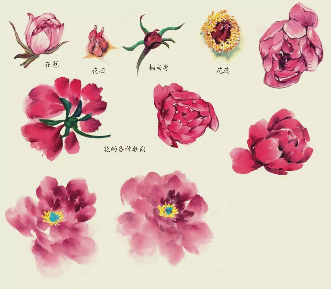 國畫技法：超詳細的國畫各種花卉畫法大全!