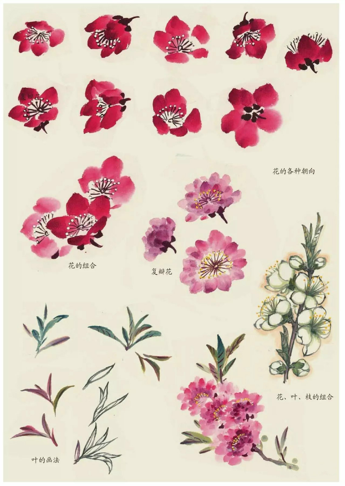 國(guó)畫(huà)技法：超詳細(xì)的國(guó)畫(huà)各種花卉畫(huà)法大全!
