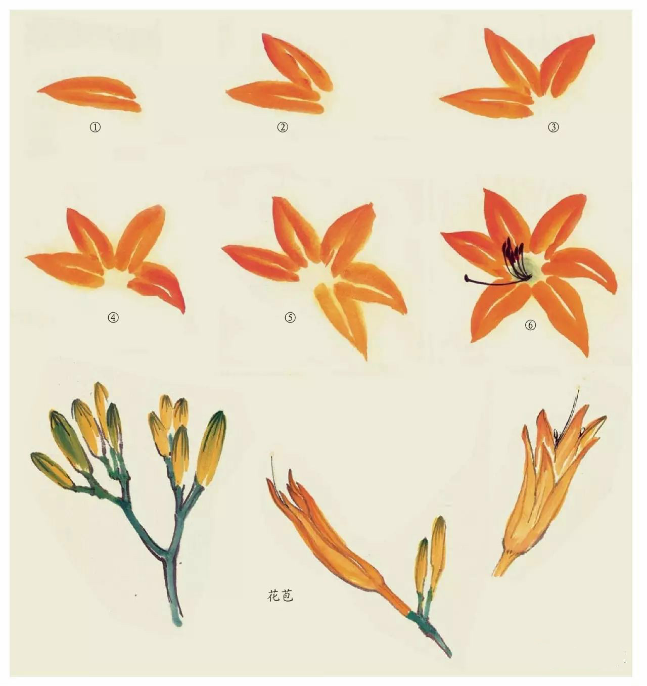 國(guó)畫(huà)技法：超詳細(xì)的國(guó)畫(huà)各種花卉畫(huà)法大全!