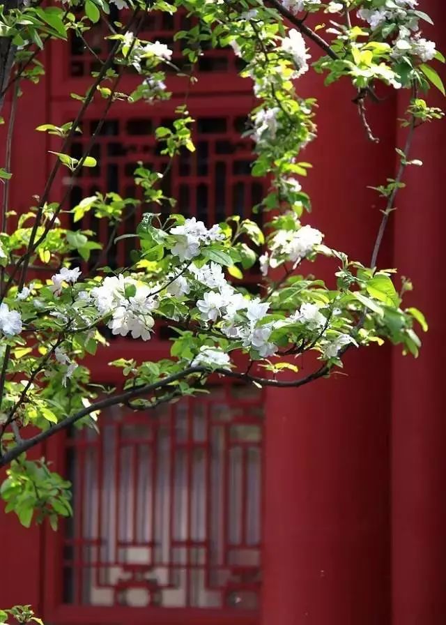 中式古窗：賞一窗花開(kāi)盼一世安好