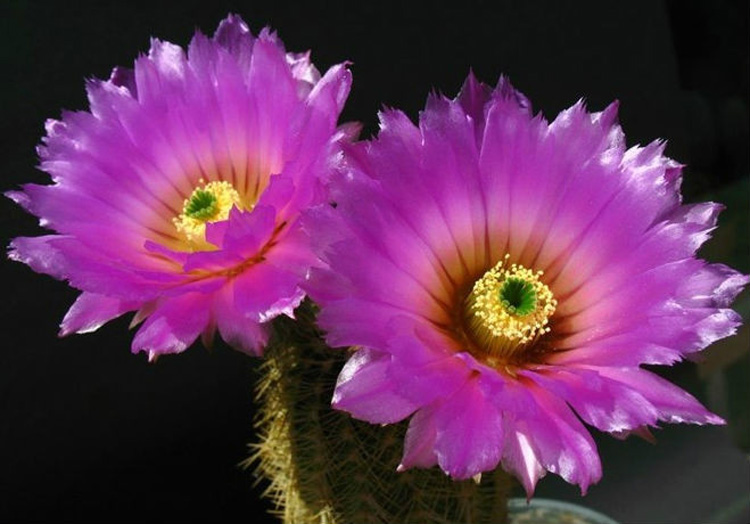 驚艷花朵風景圖片：花開并蒂美哉!