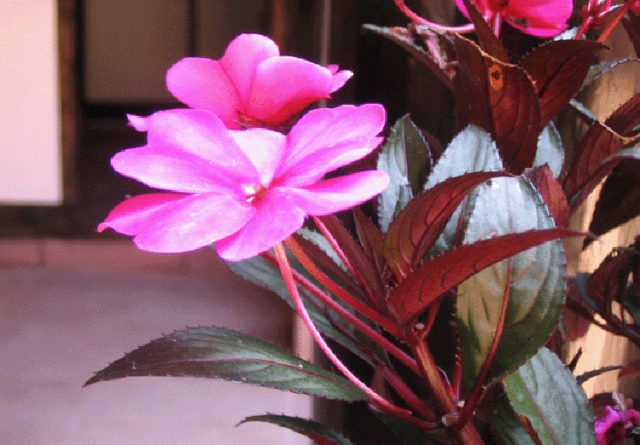 驚艷花朵風(fēng)景圖片：花開并蒂美哉!