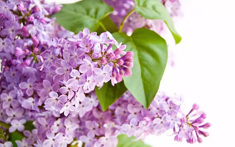 詩(shī)意風(fēng)景：一花一世界，一詩(shī)一情懷