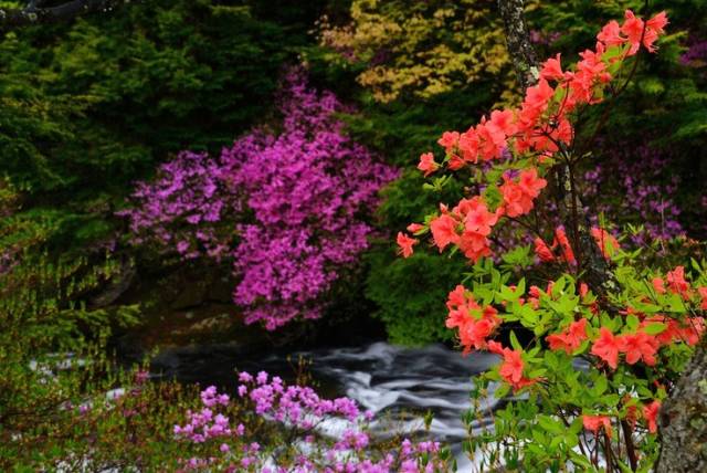 詩(shī)意風(fēng)景：一花一世界，一詩(shī)一情懷