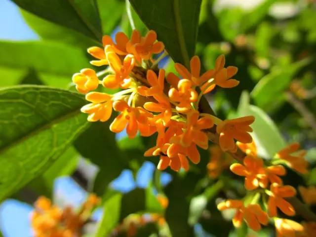 詩(shī)意風(fēng)景：一花一世界，一詩(shī)一情懷