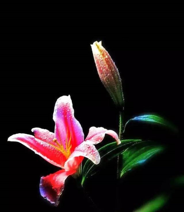 詩(shī)意風(fēng)景：一花一世界，一詩(shī)一情懷