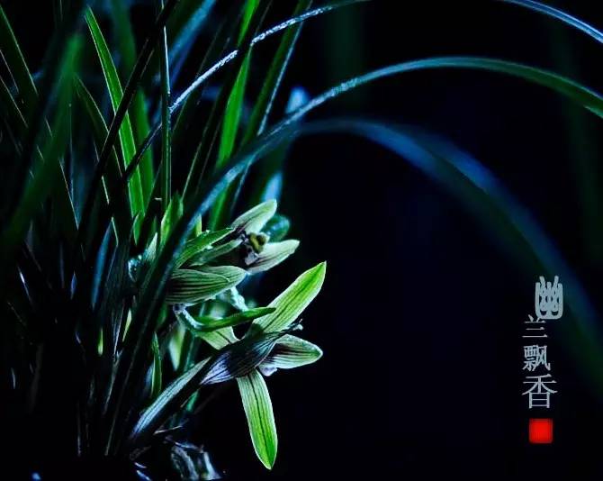 詩意風(fēng)景：一花一世界，一詩一情懷