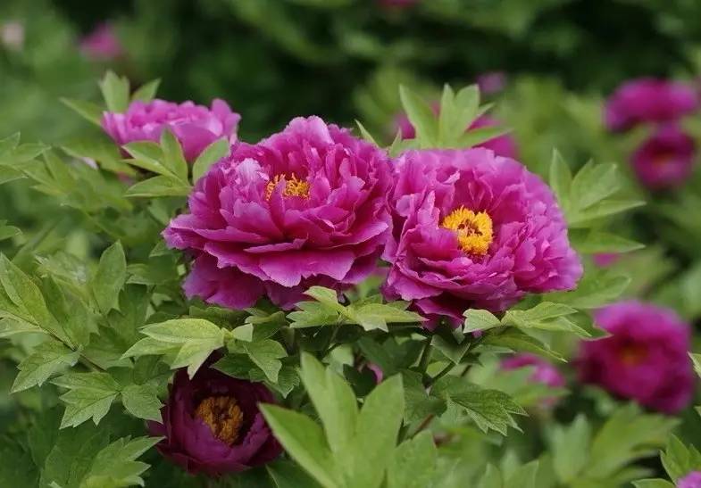 詩意風(fēng)景：一花一世界，一詩一情懷