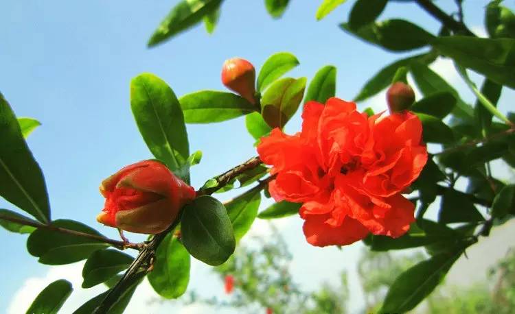 詩意風(fēng)景：一花一世界，一詩一情懷