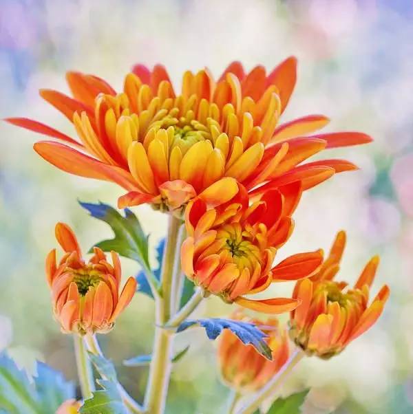 詩(shī)意風(fēng)景：一花一世界，一詩(shī)一情懷