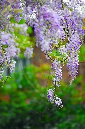 詩意風(fēng)景：一花一世界，一詩一情懷