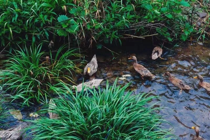 臺州臨?！げ菟?，骨子里流淌的鄉(xiāng)愁烙印