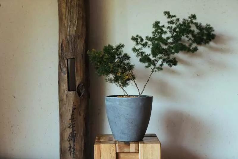 臺州臨?！げ菟蓿亲永锪魈实泥l(xiāng)愁烙印