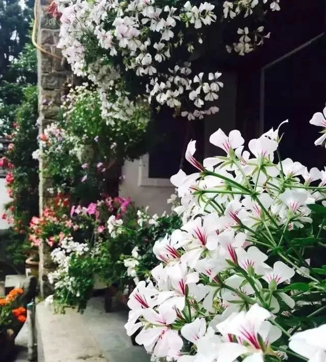 寂照庵--中國(guó)最文藝尼姑庵：心若無塵一花一世界