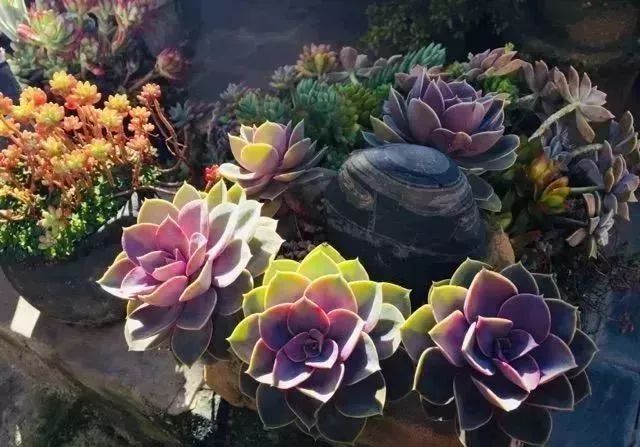 寂照庵--中國(guó)最文藝尼姑庵：心若無塵一花一世界