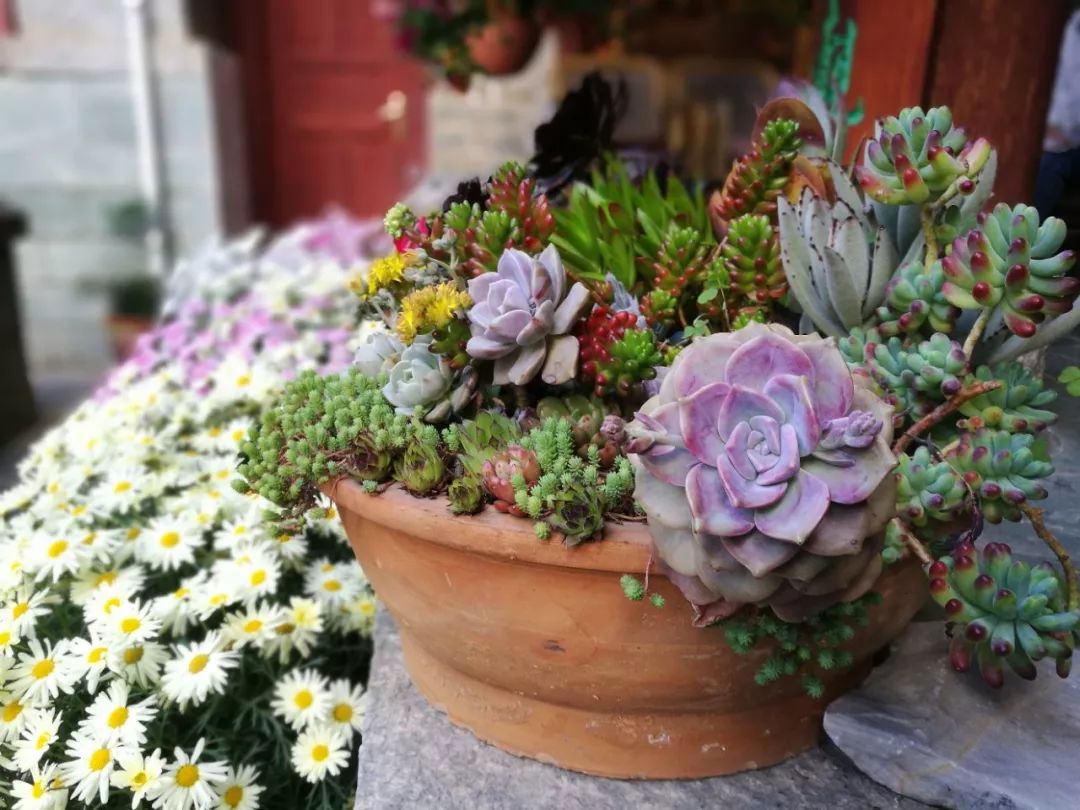 寂照庵--中國(guó)最文藝尼姑庵：心若無塵一花一世界