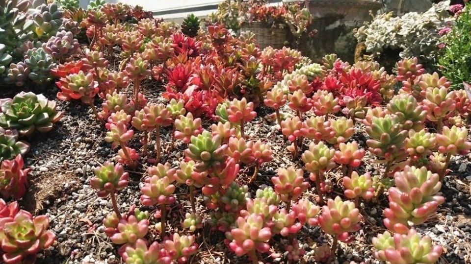 寂照庵--中國(guó)最文藝尼姑庵：心若無塵一花一世界