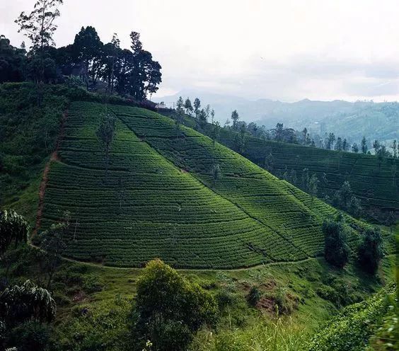 極簡東方韻味：兩款禪意中式裝修設計