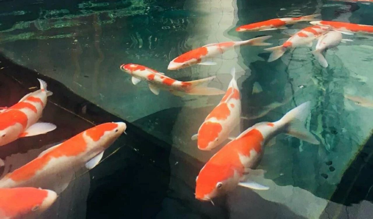 杭州西溪·素上藝術(shù)酒店，春天最美好的奇遇