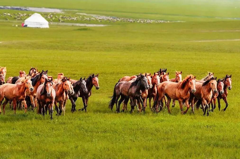 如詩如畫的草原意境，唯美風景圖片！