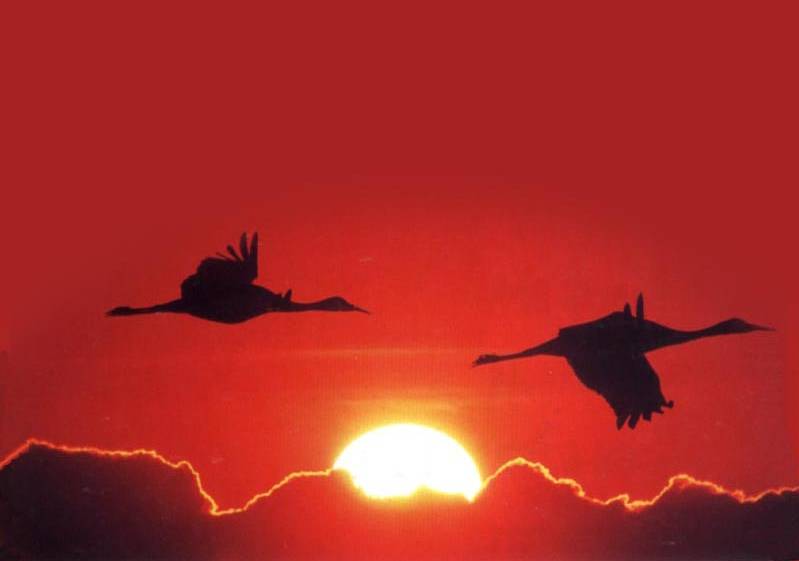 如詩如畫的草原意境，唯美風(fēng)景圖片！