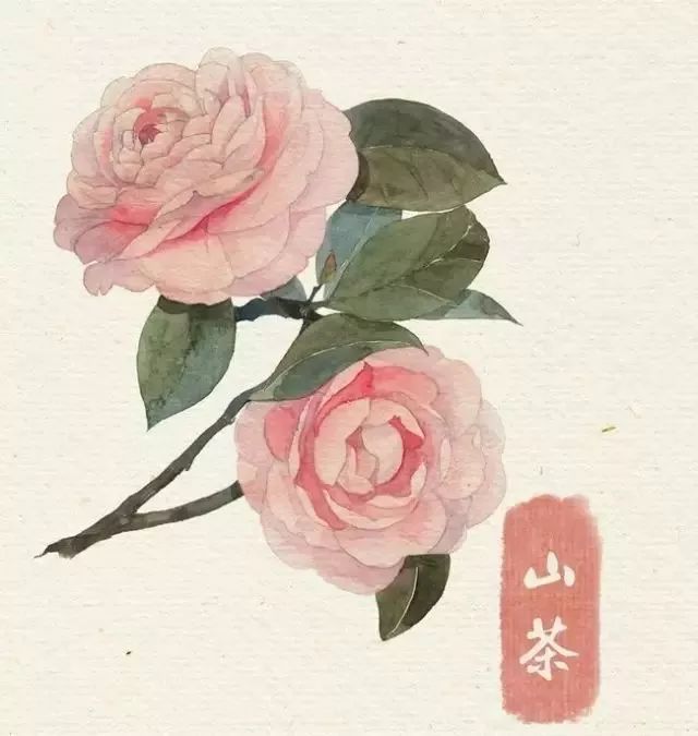 40款絕美水彩花卉手繪插畫賞析