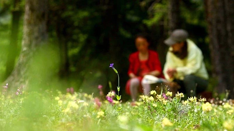 光和云朵·雪寶頂，喂馬劈柴看盡四季繁華
