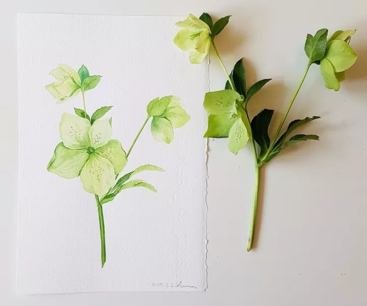 四季水彩花卉插畫，驚艷唯美!