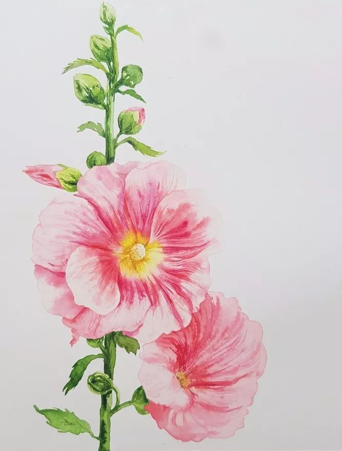 四季水彩花卉插畫，驚艷唯美!