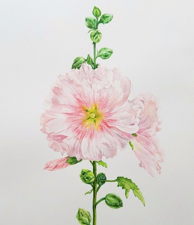 四季水彩花卉插畫，驚艷唯美!