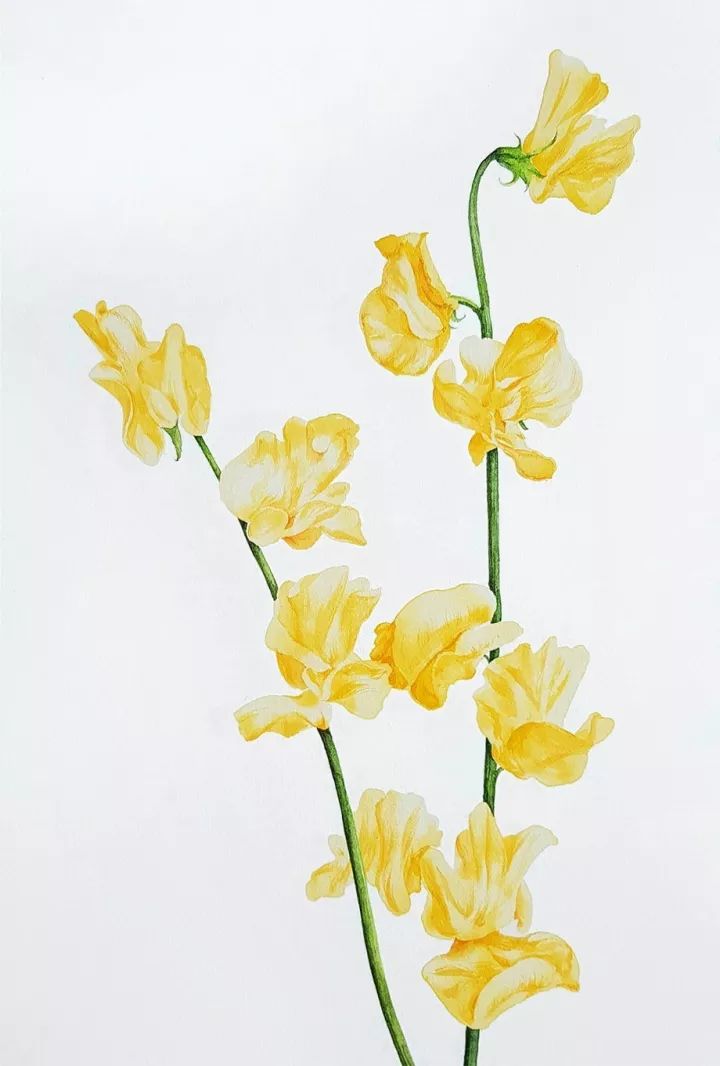 四季水彩花卉插畫，驚艷唯美!