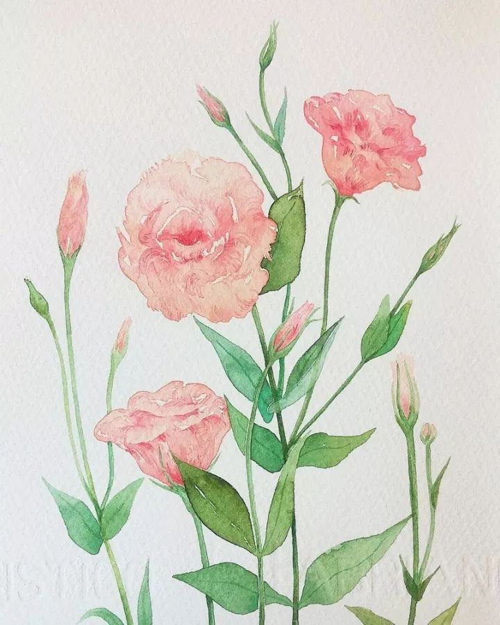 四季水彩花卉插畫，驚艷唯美!