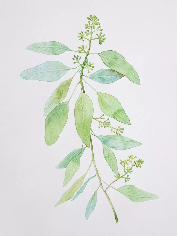 四季水彩花卉插畫，驚艷唯美!