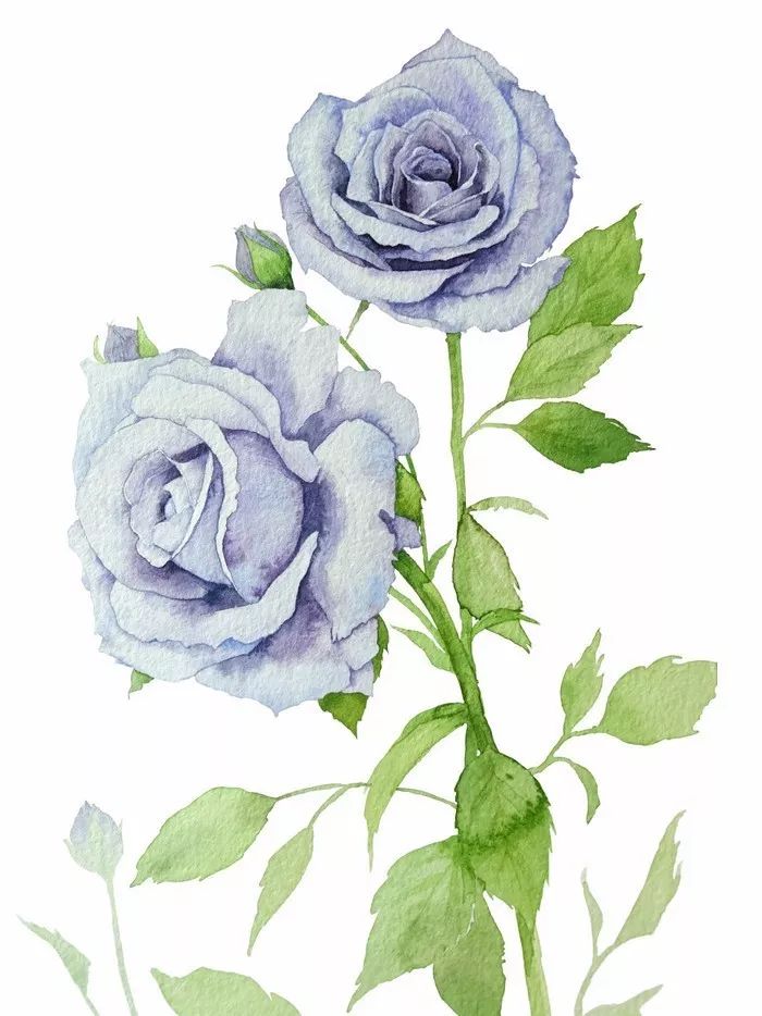 四季水彩花卉插畫，驚艷唯美!