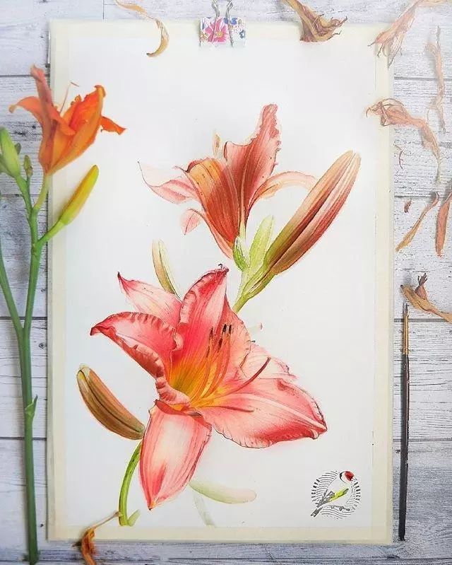 超逼真的水彩手繪插畫(huà)，小清新植物插畫(huà)圖片