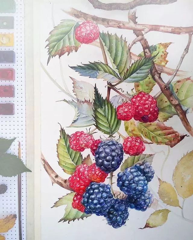 超逼真的水彩手繪插畫(huà)，小清新植物插畫(huà)圖片