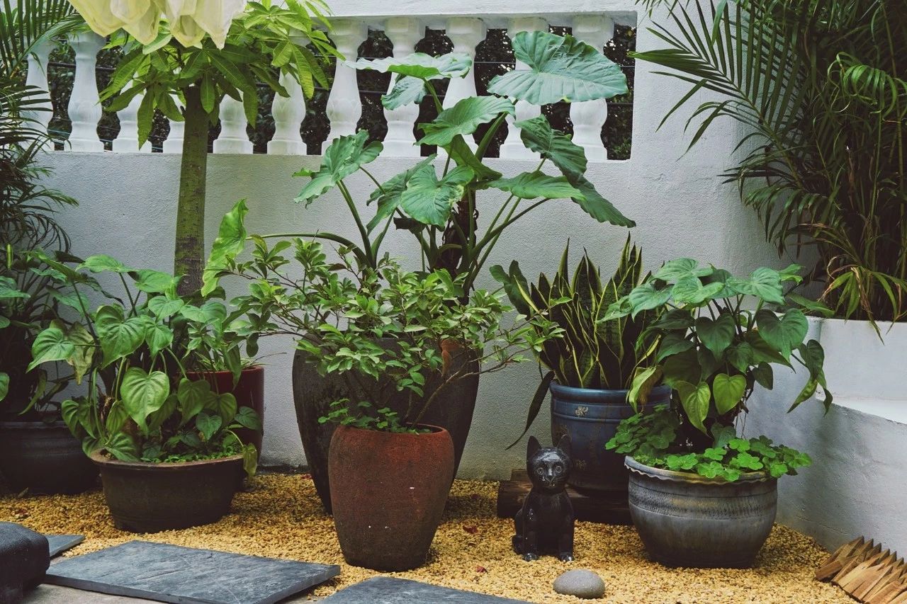 廈門·花青宿，一場(chǎng)風(fēng)格迥異遠(yuǎn)古部落的夢(mèng)