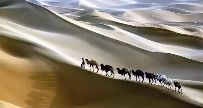 《天邊的駱駝》，震撼的沙漠風景之美!