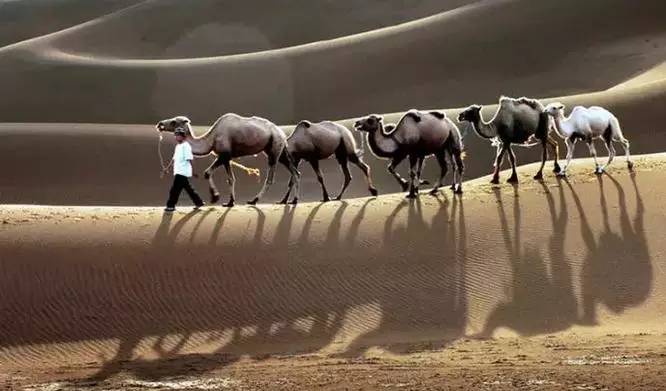 《天邊的駱駝》，震撼的沙漠風景之美!