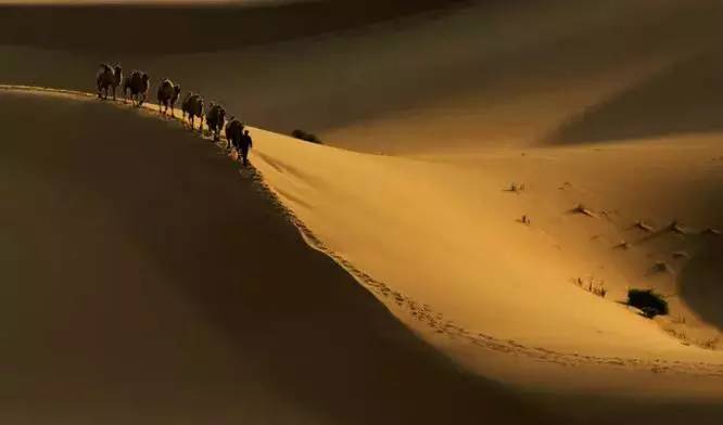 《天邊的駱駝》，震撼的沙漠風景之美!
