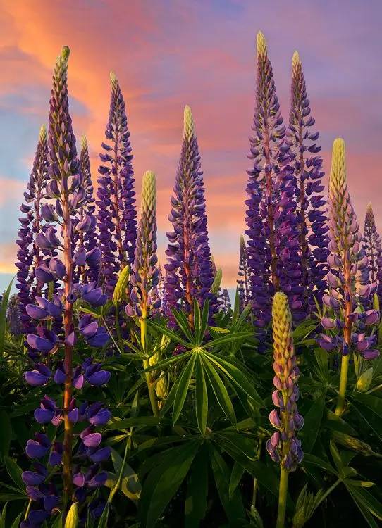 最美風(fēng)景《魯冰花》，送給母親的花！