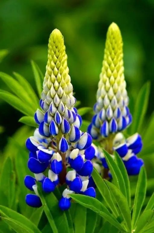 最美風(fēng)景《魯冰花》，送給母親的花！