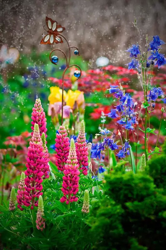 最美風(fēng)景《魯冰花》，送給母親的花！