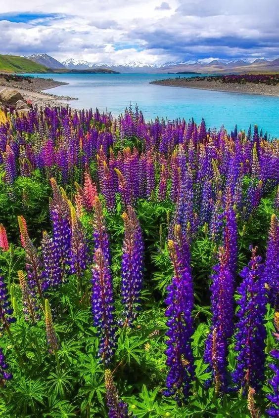 最美風(fēng)景《魯冰花》，送給母親的花！