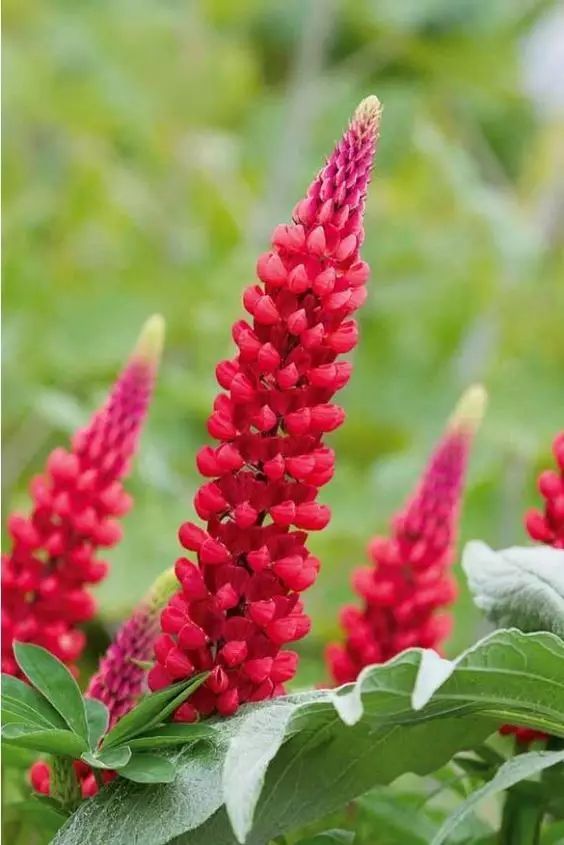 最美風(fēng)景《魯冰花》，送給母親的花！